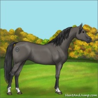 Horse Color:Grullo 