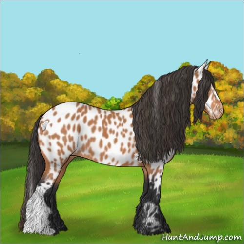 Horse Color:Bay Appaloosa 