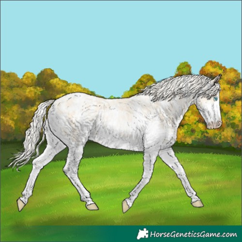 Horse Color:Palomino Pearl Sabino