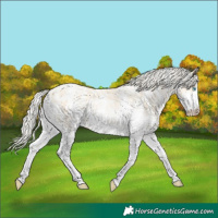 Horse Color:Palomino Pearl Sabino 