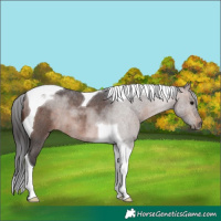 Horse Color:Brown Roan Tobiano 