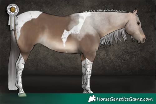 Horse Color:Bay Dun Tobiano