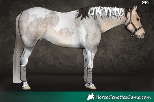 Horse Color:Buckskin Roan Tobiano 