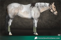 Horse Color:Buckskin Roan Tobiano