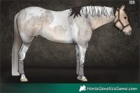 Horse Color:Buckskin Roan Tobiano 