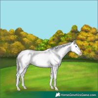Horse Color:Silver Smoky Black Sabino Splash