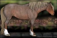 Horse Color:Liver Red Roan 