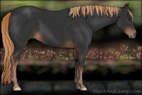 Horse Color:Liver Chestnut 