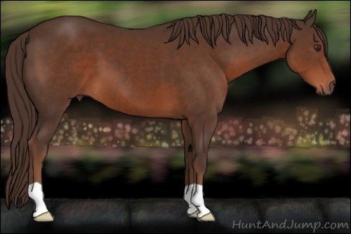 Horse Color:Liver Chestnut 