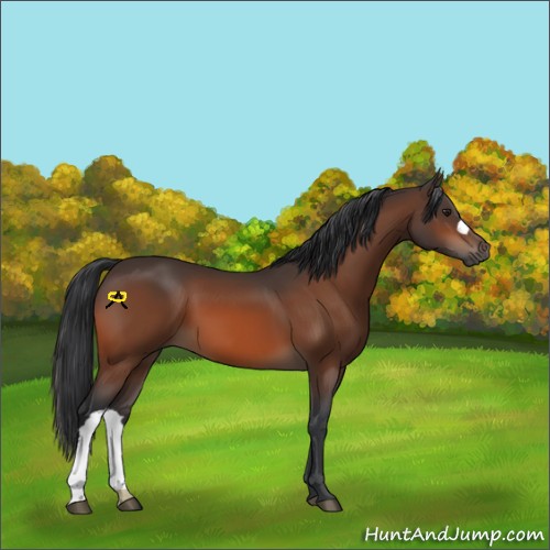 Horse Color:Brown 