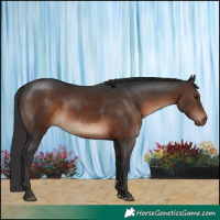 Horse Color:Brown 