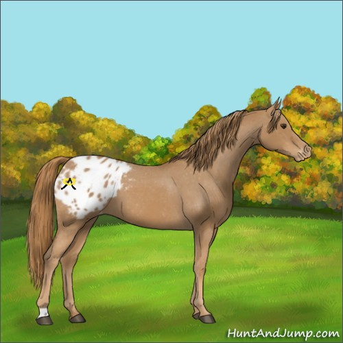 Horse Color:Chestnut Blanket