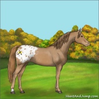 Horse Color:Chestnut Blanket 