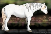 Horse Color:Buckskin Pearl Sabino 