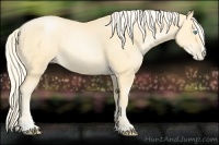 Horse Color:Palomino Pearl Sabino 