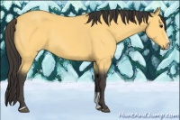 Horse Color:Buckskin Sabino 