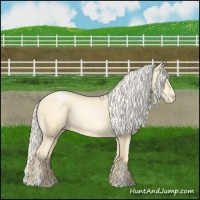 Horse Color:Palomino Pearl Sabino 
