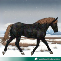 Horse Color:Midnight Liver Chestnut Ice 