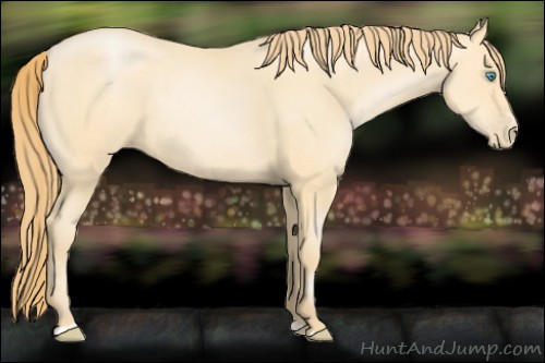 Horse Color:Buckskin Pearl Sabino 