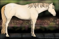 Horse Color:Buckskin Pearl Sabino 