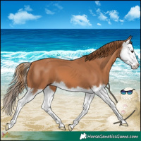Horse Color:Chestnut Splash 