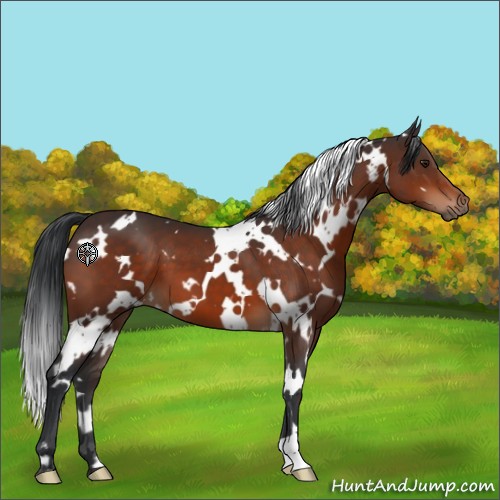 Horse Color:White Spotted Brown 