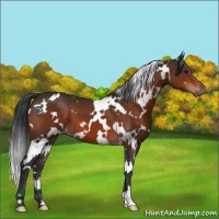 Horse Color:White Spotted Brown 