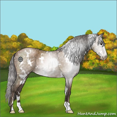 Horse Color:Gray White Spotted Black Pearl 