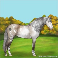 Horse Color:Gray White Spotted Black Pearl 