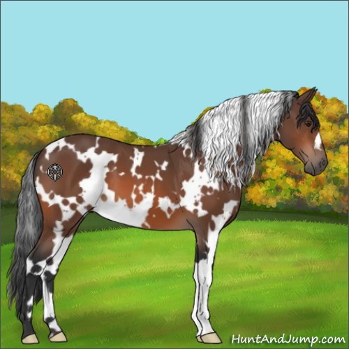 Horse Color:White Spotted Brown 