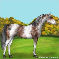 Horse Color:White Spotted Bay Rabicano