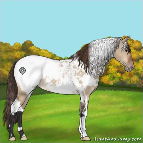 Horse Color:White Spotted Bay Dun Appaloosa Rabicano 
