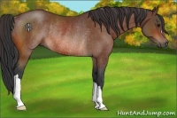 Horse Color:Bay Rabicano 