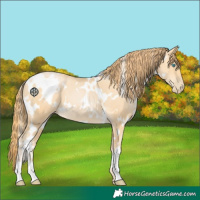 Horse Color:White Spotted Buckskin Pearl 