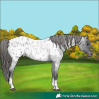 Horse Color:Blue Roan Tobiano Near Leopard 