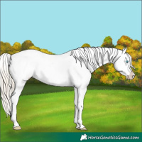 Horse Color:Palomino Pearl Tobiano Varnish 
