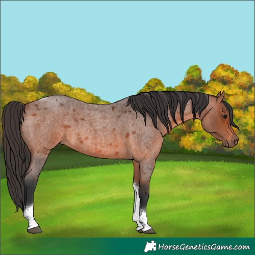 Horse Color:Bay Roan Tobiano 