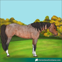 Horse Color:Bay Roan Tobiano