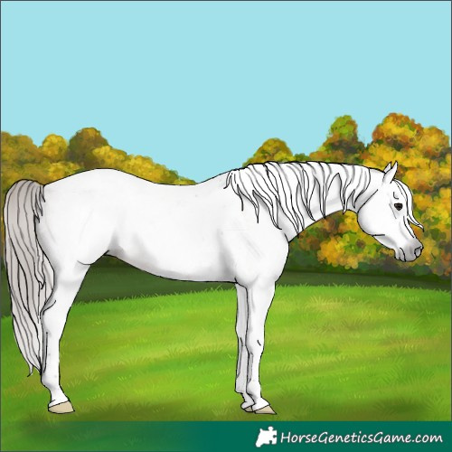 Horse Color:Gray White Spotted Bay Splash Tobiano Varnish 