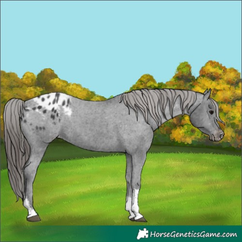 Horse Color:Black Tobiano Appaloosa 