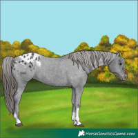 Horse Color:Black Tobiano Appaloosa 