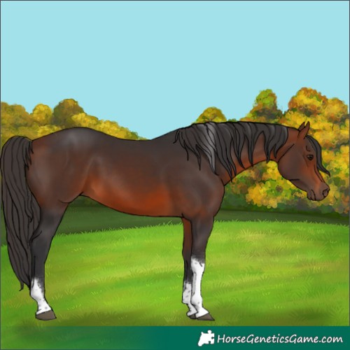 Horse Color:Bay Tobiano 