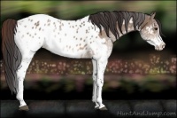 Horse Color:White Spotted Bay Dun Tobiano Near Leopard Rabicano 