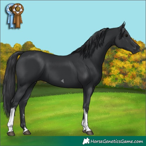 Horse Color:Black Tobiano 
