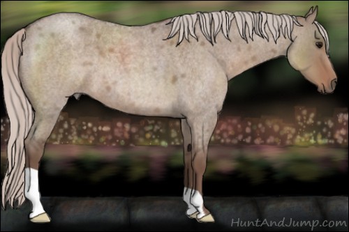 Horse Color:Silver Grullo Roan 
