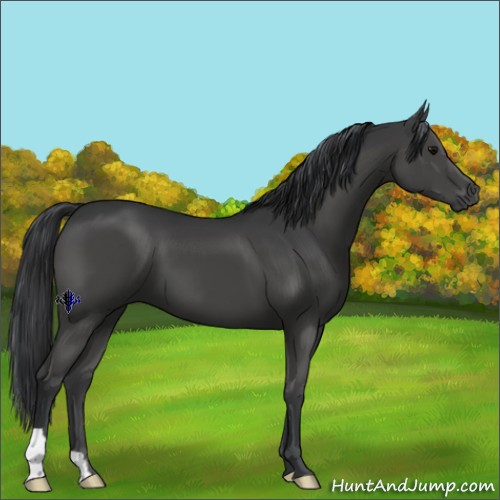 Horse Color:Black 
