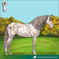 Horse Color:Amber Champagne Appaloosa 