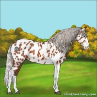 Horse Color:Silver Bay Splash Tobiano Near Leopard 