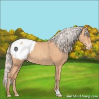 Horse Color:Silver Amber Champagne Appaloosa