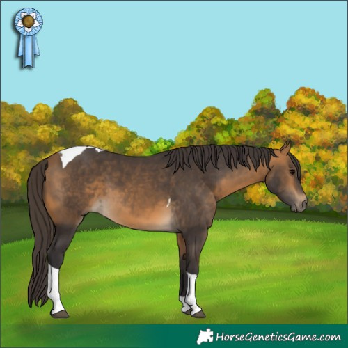 Horse Color:Buckskin Tobiano 